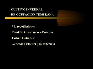 CULTIVO INVERNAL
DE OCUPACION TEMPRANA


Monocotiledonea
Familia: Gramineae - Poaceas
Tribu: Triticeas
Genero: Triticum ( 16 especies)
 