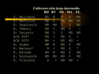 Cultivares ciclo largo intermedio
                 RH RT SH MA FE.
P. Molinero       MS R         S     S   MS
K. Martillo       MR R         MS MS MS
K. Sagitario      MR MS S            S   MS
K. Jabali         MS +         MS S        -
B. Yatasto        MR S         S     MS MS
ACA 302*          MS +         MS S      +
ACA 303*          MR +         MS MS +
B. Guapo          MR R         MS S      MS
B. Mataco*         R +         MS S      *
K. Escudo         MS R         MS S      MS
K. Escorpión      MS MS MS S             MS
R. Tijereta        R      + MS MS +
 