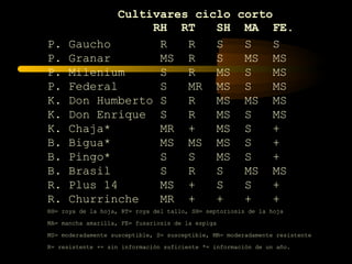 Cultivares ciclo corto
                  RH RT    SH MA FE.
P.    Gaucho       R   R   S   S    S
P.    Granar       MS R    S   MS MS
P.    Milenium     S   R   MS S     MS
P.    Federal      S   MR MS S      MS
K.    Don Humberto S   R   MS MS MS
K.    Don Enrique S    R   MS S     MS
K.    Chaja*       MR +    MS S     +
B.    Bigua*       MS MS MS S       +
B.    Pingo*       S   S   MS S     +
B.    Brasil       S   R   S   MS MS
R.    Plus 14      MS +    S   S    +
R.    Churrinche   MR +    +   +    +
RH= roya de la hoja, RT= roya del tallo, SH= septoriosis de la hoja

MA= mancha amarilla, FE= fusariosis de la espiga

MS= moderadamente susceptible, S= susceptible, MR= moderadamente resistente

R= resistente += sin información suficiente *= información de un año.
 