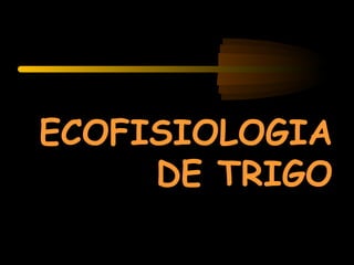 ECOFISIOLOGIA
     DE TRIGO
 
