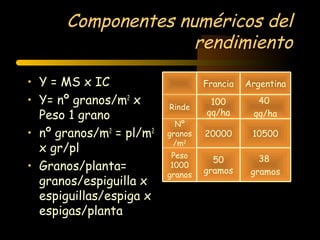 Componentes numéricos del
                    rendimiento

• Y = MS x IC                     Francia   Argentina
• Y= nº granos/m2 x      Rinde
                                   100        40
  Peso 1 grano                    qq/ha      qq/ha
                           Nº
• nº granos/m2 = pl/m2   granos   20000      10500
                          /m2
  x gr/pl
                          Peso                 38
                                    50
• Granos/planta=          1000
                                  gramos     gramos
                         granos
  granos/espiguilla x
  espiguillas/espiga x
  espigas/planta
 