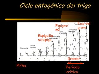 Ciclo ontogénico del trigo

                                 Peso del
                     Espigas/    grano
                     m2
        Espiguilla
        s/espiga




                            Granos/
                            m2
Pl/ha                      Período
                           crítico
 