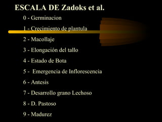 ESCALA DE Zadoks et al.
  0 - Germinacion
  1 - Crecimiento de plantula
  2 - Macollaje
  3 - Elongación del tallo
  4 - Estado de Bota
  5 - Emergencia de Inflorescencia
  6 - Antesis
  7 - Desarrollo grano Lechoso
  8 - D. Pastoso
  9 - Madurez
 