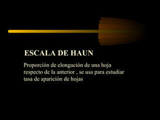 ESCALA DE HAUN
Proporción de elongación de una hoja
respecto de la anterior , se usa para estudiar
tasa de aparición de hojas
 