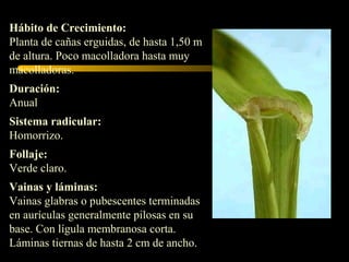 Hábito de Crecimiento:
Planta de cañas erguidas, de hasta 1,50 m
de altura. Poco macolladora hasta muy
macolladoras.
Duración:
Anual
Sistema radicular:
Homorrizo.
Follaje:
Verde claro.
Vainas y láminas:
Vainas glabras o pubescentes terminadas
en aurículas generalmente pilosas en su
base. Con lígula membranosa corta.
Láminas tiernas de hasta 2 cm de ancho.
 