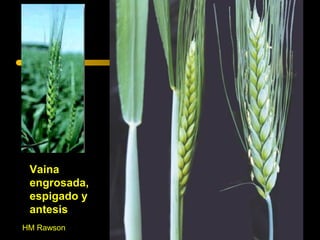 Vaina
 engrosada,
 espigado y
 antesis
HM Rawson
 