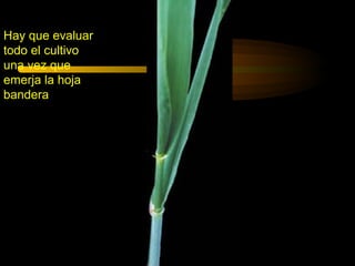 Hay que evaluar
todo el cultivo
una vez que
emerja la hoja
bandera
 