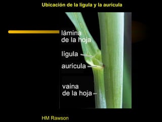 Ubicación de la lígula y la aurícula




HM Rawson
 