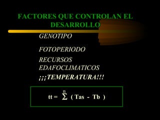 FACTORES QUE CONTROLAN EL
       DESARROLLO
    GENOTIPO

    FOTOPERIODO
    RECURSOS
    EDAFOCLIMATICOS
    ¡¡¡TEMPERATURA!!!

          n
      tt = ∑ ( Tas - Tb )
 