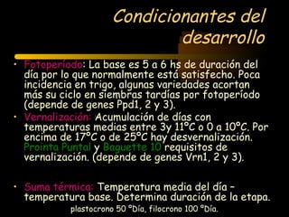 Condicionantes del
                              desarrollo
• Fotoperíodo: La base es 5 a 6 hs de duración del
  día por lo que normalmente está satisfecho. Poca
  incidencia en trigo, algunas variedades acortan
  más su ciclo en siembras tardías por fotoperíodo
  (depende de genes Ppd1, 2 y 3).
• Vernalización: Acumulación de días con
  temperaturas medias entre 3y 11ºC o 0 a 10ºC. Por
  encima de 17ºC o de 25ºC hay desvernalización.
  Prointa Puntal y Baguette 10 requisitos de
  vernalización. (depende de genes Vrn1, 2 y 3).

• Suma térmica: Temperatura media del día –
  temperatura base. Determina duración de la etapa.
           plastocrono 50 ºDía, filocrono 100 ºDía.
 