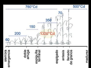 Mínimo tiempo térmico requerido en las fases de desarrollo
 