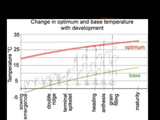 Cambios de las temperaturas base y óptima de acuerdo a
                 las fases de desarrollo
 
