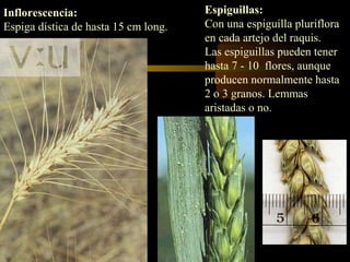 Inflorescencia:                       Espiguillas:
Espiga dística de hasta 15 cm long.   Con una espiguilla pluriflora
                                      en cada artejo del raquis.
                                      Las espiguillas pueden tener
                                      hasta 7 - 10 flores, aunque
                                      producen normalmente hasta
                                      2 o 3 granos. Lemmas
                                      aristadas o no.
 