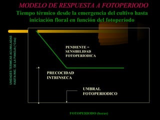 MODELO DE RESPUESTA A FOTOPERIODO
                              Tiempo térmico desde la emergencia del cultivo hasta
                                  iniciación floral en función del fotoperíodo
UNIDADES TERMICAS ACUMULADAS
HASTA INIC. DE LA PANOJA (°Cdia)




                                                                       PENDIENTE =
                                                                       SENSIBILIDAD
                                                                       FOTOPERIODICA
                                        FASE VEGETATIVA BASICA




                                                                 PRECOCIDAD
                                                                 INTRINSECA

                                                                               UMBRAL
                                                                               FOTOPERIODICO



                                                                         FOTOPERIODO (horas)
 