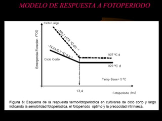 MODELO DE RESPUESTA A FOTOPERIODO
 