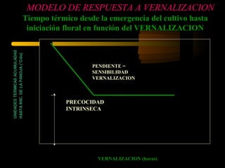 MODELO DE RESPUESTA A VERNALIZACION
                              Tiempo térmico desde la emergencia del cultivo hasta
                               iniciación floral en función del VERNALIZACION
UNIDADES TERMICAS ACUMULADAS
HASTA INIC. DE LA PANOJA (°Cdia)




                                                                       PENDIENTE =
                                                                       SENSIBILIDAD
                                                                       VERNALIZACION
                                        FASE VEGETATIVA BASICA




                                                                 PRECOCIDAD
                                                                 INTRINSECA




                                                                         VERNALIZACION (horas)
 