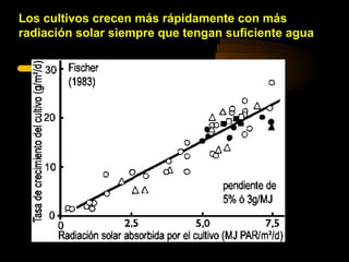 Los cultivos crecen más rápidamente con más
radiación solar siempre que tengan suficiente agua
 