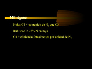Fotosíntesis

Nitrógeno
 Hojas C4 < contenido de N2 que C3
 Rubisco C3 25% N en hoja
 C4 > eficiencia fotosintética por unidad de N2
 