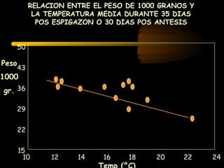 RELACION ENTRE EL PESO DE 1000 GRANOS Y
             LA TEMPERATURA MEDIA DURANTE 35 DIAS
              POS ESPIGAZON O 30 DIAS POS ANTESIS


       50

Peso
       43
1000
gr. 36

       29


       22


       15
        10       12    14    16    18     20    22    24
 