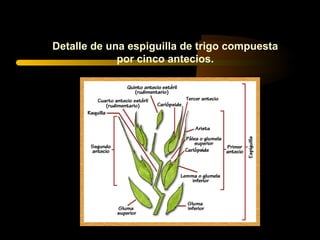 Detalle de una espiguilla de trigo compuesta
             por cinco antecios.
 