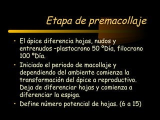Etapa de premacollaje
• El ápice diferencia hojas, nudos y
  entrenudos –plastocrono 50 ºDía, filocrono
  100 ºDía.
• Iniciado el periodo de macollaje y
  dependiendo del ambiente comienza la
  transformación del ápice a reproductivo.
  Deja de diferenciar hojas y comienza a
  diferenciar la espiga.
• Define número potencial de hojas. (6 a 15)
 