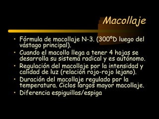 Macollaje
• Fórmula de macollaje N-3. (300ºD luego del
  vástago principal).
• Cuando el macollo llega a tener 4 hojas se
  desarrolla su sistema radical y es autónomo.
• Regulación del macollaje por la intensidad y
  calidad de luz (relación rojo-rojo lejano).
• Duración del macollaje regulado por la
  temperatura. Ciclos largos mayor macollaje.
• Diferencia espiguillas/espiga
 