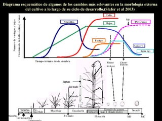 Diagrama esquemático de algunos de los cambios más relevantes en la morfología externa
           del cultivo a lo largo de su ciclo de desarrollo.(Slafer et al 2003)
 