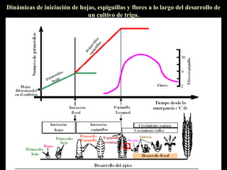 Dinámicas de iniciación de hojas, espiguillas y flores a lo largo del desarrollo de
                              un cultivo de trigo.
 