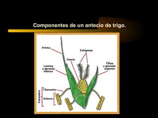 Componentes de un antecio de trigo.
 