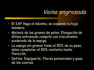Vaina engrosada
• El IAF llega al máximo, se expande la hoja
  bandera.
• Meiosis de los granos de polen. Elongación de
  último entrenudo compite con crecimiento
  acelerado de la espiga.
• La espiga sin granos tiene el 50% de su peso,
  debe completar el 50% restante hasta
  floración.
• Define: Espigas/m2, Flores potenciales y peso
  de los ovarios.
 