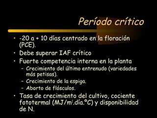 Período crítico
• -20 a + 10 días centrado en la floración
  (PCE).
• Debe superar IAF crítico
• Fuerte competencia interna en la planta
  – Crecimiento del último entrenudo (variedades
    más petisas).
  – Crecimiento de la espiga.
  – Aborto de flósculos.
• Tasa de crecimiento del cultivo, cociente
  fototermal (MJ/m2.día.ºC) y disponibilidad
  de N.
 