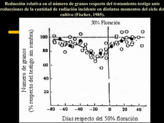 Reducción relativa en el número de granos respecto del tratamiento testigo ante
reducciones de la cantidad de radiación incidente en distintos momentos del ciclo del
                               cultivo (Fischer, 1985).
 