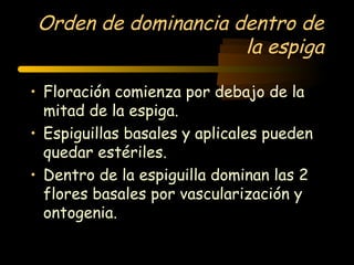 Orden de dominancia dentro de
                      la espiga

• Floración comienza por debajo de la
  mitad de la espiga.
• Espiguillas basales y aplicales pueden
  quedar estériles.
• Dentro de la espiguilla dominan las 2
  flores basales por vascularización y
  ontogenia.
 