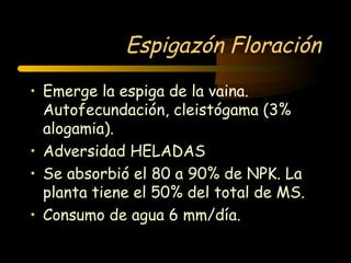 Espigazón Floración
• Emerge la espiga de la vaina.
  Autofecundación, cleistógama (3%
  alogamia).
• Adversidad HELADAS
• Se absorbió el 80 a 90% de NPK. La
  planta tiene el 50% del total de MS.
• Consumo de agua 6 mm/día.
 
