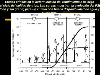 Etapas críticas en la determinación del rendimiento a lo largo
el ciclo del cultivo de trigo. Las curvas muestran la evolución del PSE
(con y sin grano) para un cultivo con buena disponibilidad de agua y
                                nutrientes.
 