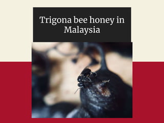 Trigona bee honey in
Malaysia
 