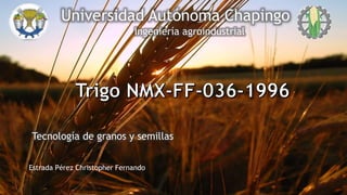 Estrada Pérez Christopher Fernando
Universidad Autónoma Chapingo
Ingeniería agroindustrial
Tecnología de granos y semillas
 