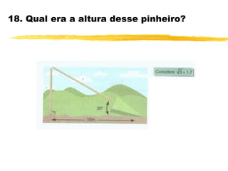 18. Qual era a altura desse pinheiro?
 