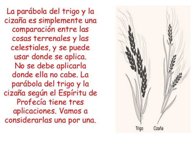 images Parabola Del Trigo Y La Cizaña Imagenes trigo o cizana 777