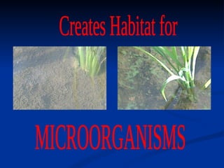 Creates Habitat for  MICROORGANISMS  