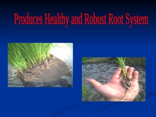 Produces Healthy and Robust Root System 