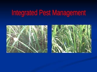 Integrated Pest Management 
