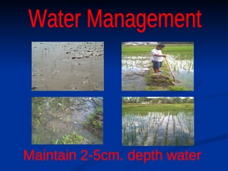Maintain 2-5cm. depth water Water Management 
