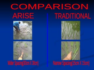 ARISE TRADITIONAL COMPARISON Wider Spacing(30cm X 30cm) Narrow Spacing(15cm X 15cm) 