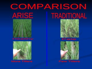 ARISE TRADITIONAL COMPARISON Healthy  Pale More Tillers Few Tillers 