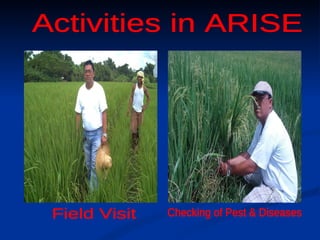 Activities in ARISE Field Visit Checking of Pest & Diseases 