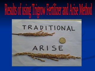 Results of using Trigrow Fertilizer and Arise Method 