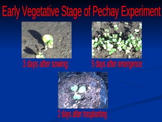 3 days after sowing 5 days after emergence 2 days after trasplanting Early Vegetative Stage of Pechay Experiment 