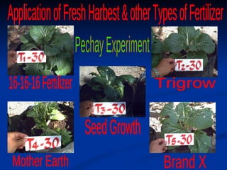 16-16-16 Fertilizer Trigrow Seed Growth Mother Earth Brand X Application of Fresh Harbest & other Types of Fertilizer Pechay Experiment 
