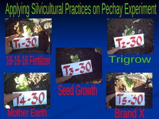 16-16-16 Fertilizer Trigrow Seed Growth Mother Earth Brand X Applying Silvicultural Practices on Pechay Experiment 